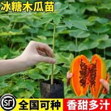 矮化木瓜苗四季水果木瓜果树果苗正宗冰糖红心木瓜南北方种植盆栽