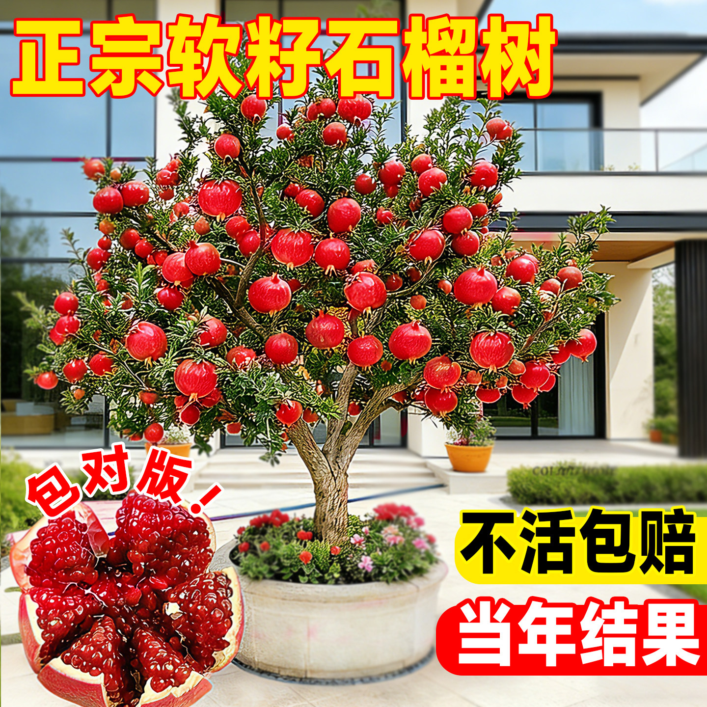 石榴树树苗突尼斯软籽石榴苗地栽庭院果树特大带土无籽甜石榴树苗,鲜花速递/花卉仿真/绿植园艺,果树,淘宝优惠券,粉丝福利购,淘宝优惠卷