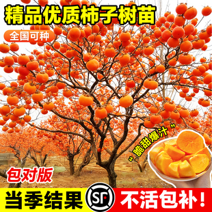 柿子苗树苗嫁接果树苗南北方种植地栽火晶柿脆甜柿子树苗当年结果