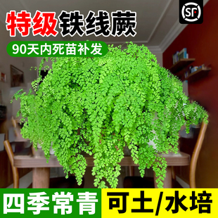 飞雪铁线蕨绿植盆栽水培净化空气耐寒室内阳台庭院好养绿植易爆盆