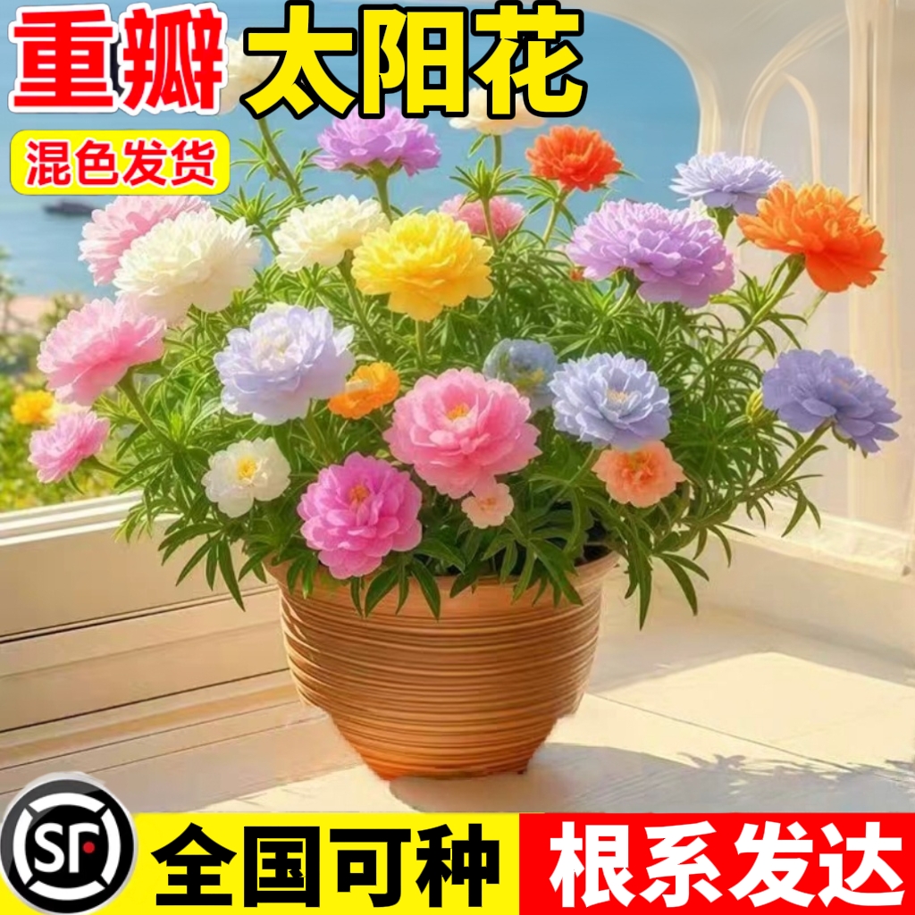 重瓣太阳花苗大花盆栽四季开花