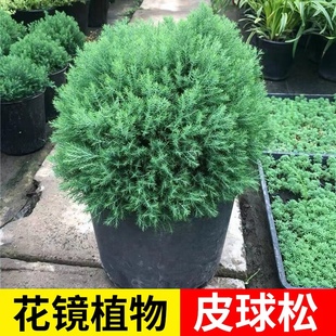 皮球松盆栽阳台室外地栽多年生耐寒耐热四季常绿松柏球花镜植物