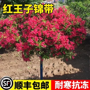 红王子锦带花树苗庭院绿化植物四季开耐寒耐冻南北方种植花叶五彩