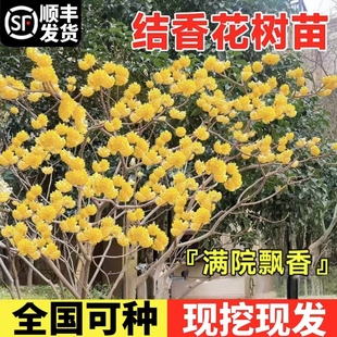 结香花树苗盆栽盆景室内外阳台庭院耐寒花卉植物园林绿化结香花苗