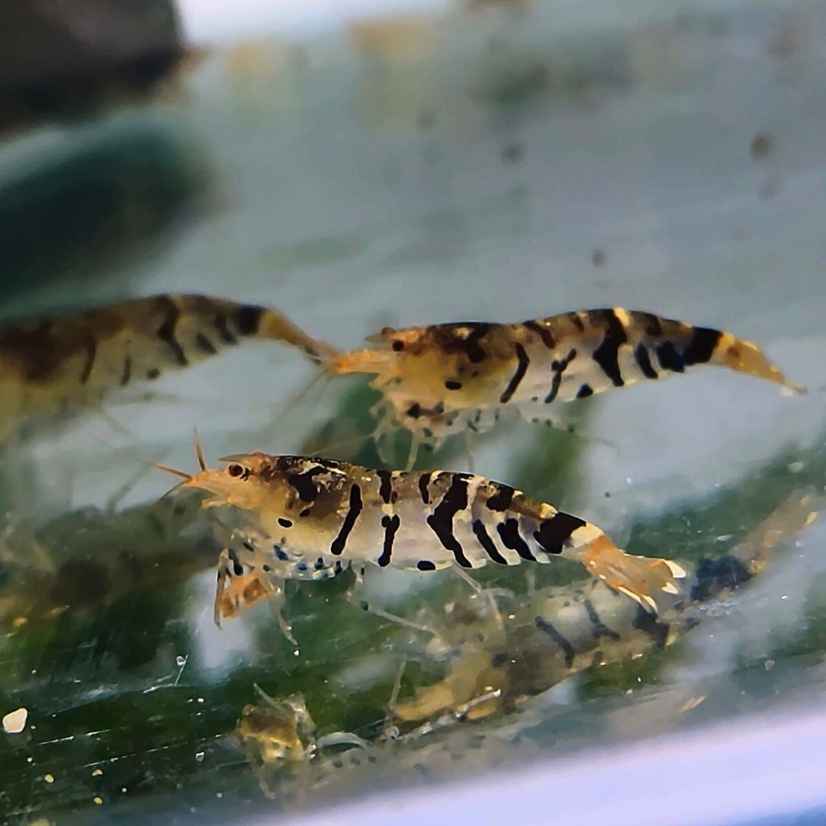原生虎纹虾观赏虾黑壳虾大和藻虾原生草缸活体冷水淡水除藻工具虾