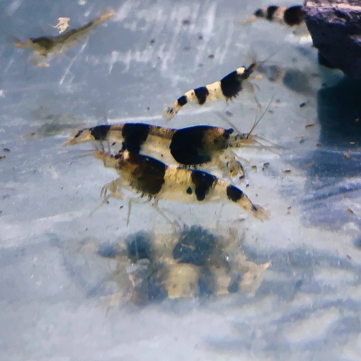 原生虾蜜蜂虾斑节虾原生溪流观赏虾冷水虾鱼缸杂质清洁除藻工具虾