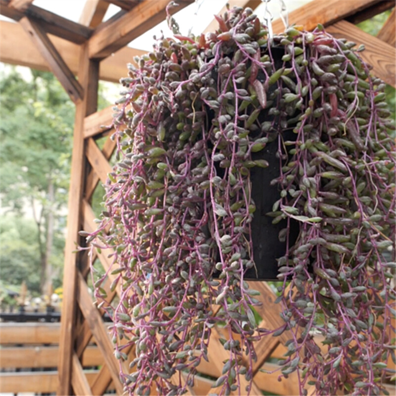 紫玄月吊兰多肉植物垂吊花紫弦月室内盆栽吊篮大棚直销多肉植物