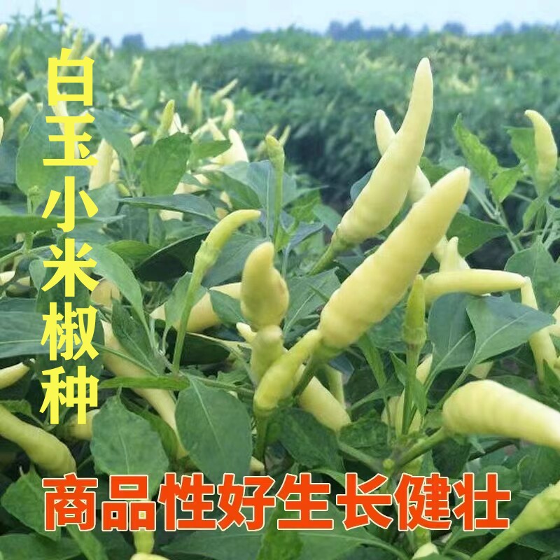 白玉小米椒种子朝天椒高产抗病泡椒小白米椒尖椒蔬菜种籽