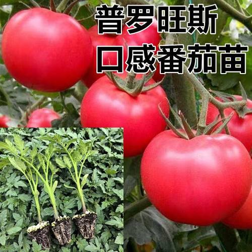 口感番茄苗千禧普罗旺斯草莓千禧