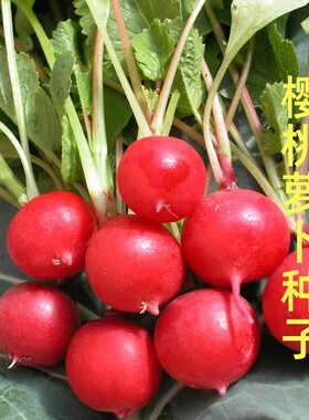 樱桃萝卜种子早熟高产抗病