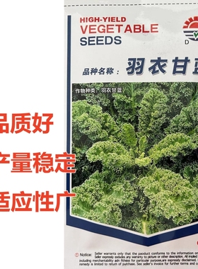 羽衣甘蓝种子种籽食用秋冬季紫色蔬菜种子春季四季小院盆栽菜种植