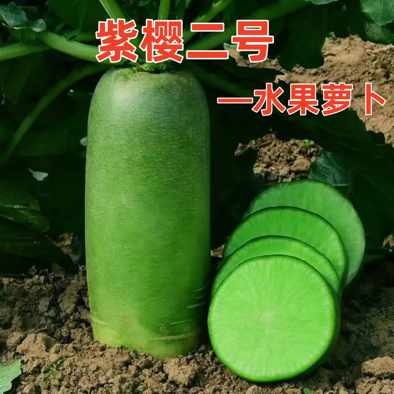 紫樱二号水果萝卜甜脆多汁图片