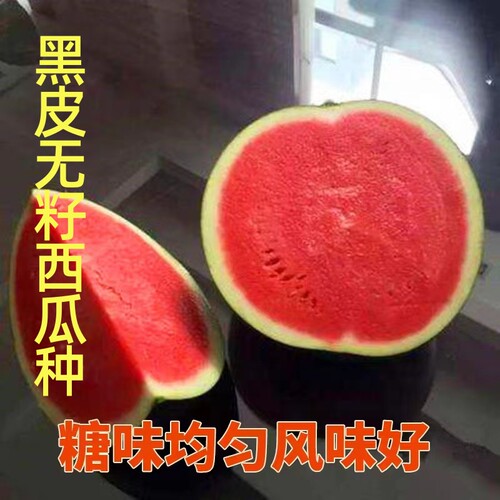 黑皮无籽西瓜种超甜多汁