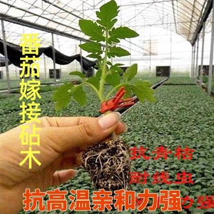 砧木种子 番茄砧木种籽 抗青枯 根腐病 枯萎黄萎病抗死棵 包邮