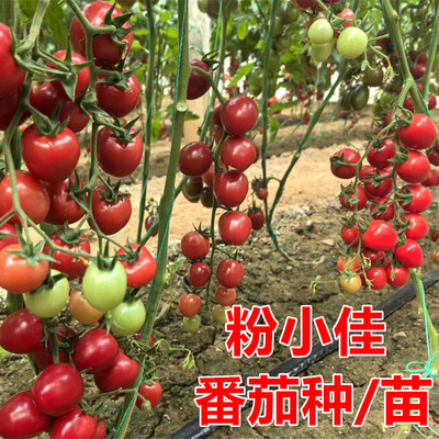 小番茄种子口感好甜度高