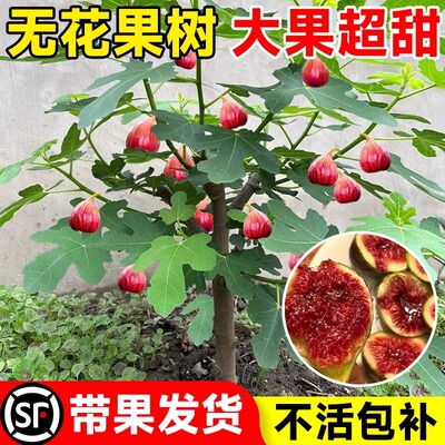无花果树果苗带果盆栽树苗