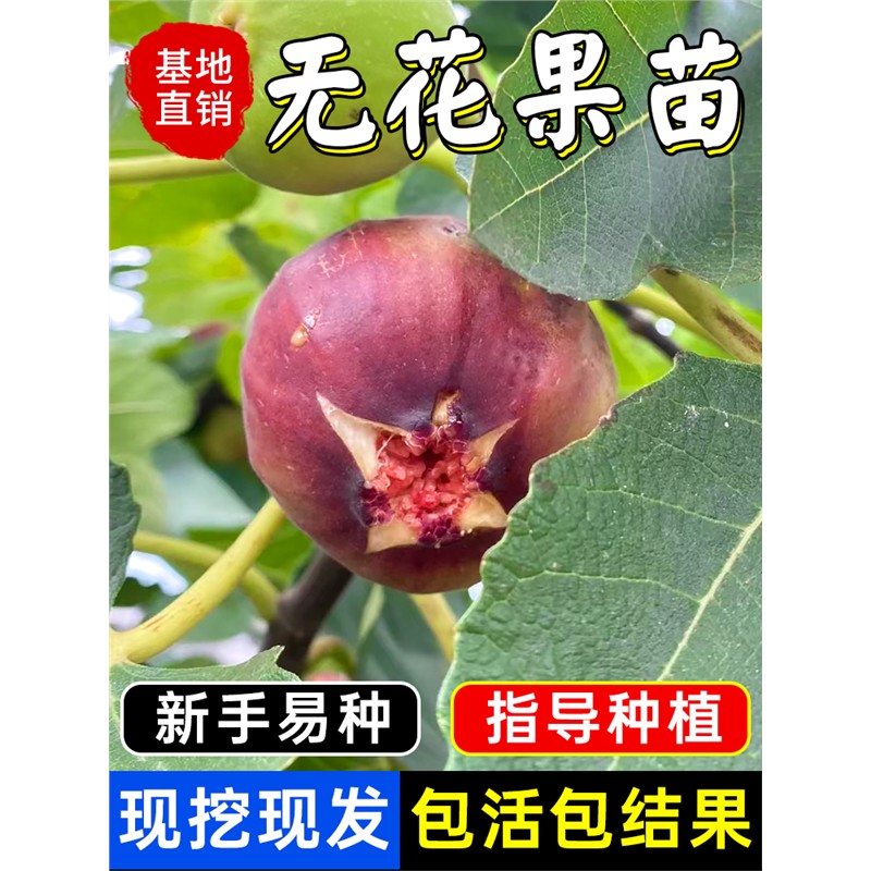 无花果树苗超大特土四季盆