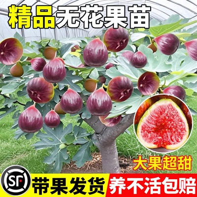 无花果树苗特大带土盆栽四