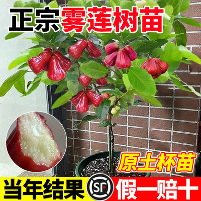 莲雾树苗嫁接苗南方带果种植
