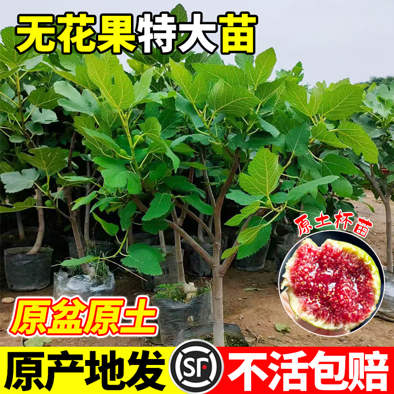无花果树特大果矮化带果盆栽