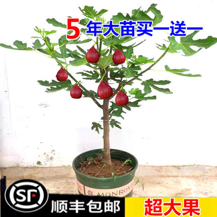 无花果树苗盆栽水果苗四季特大波姬红南北方阳台种植地栽当年结果