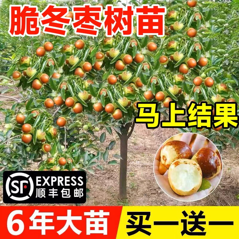 枣树活苗大超甜冬南北方种