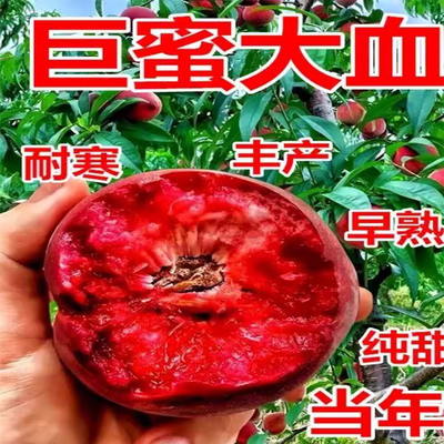 血桃树苗当年结果包对版