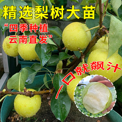 云南直发梨树果苗地栽盆当