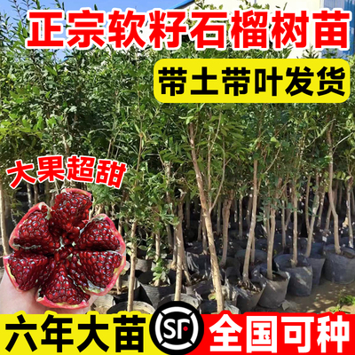 精选软籽石榴树苗当年结果包成活