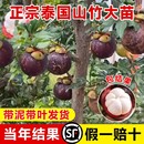 庭院盆栽地栽无核山竹果苗当年结果 正宗山竹树苗南方北方种植四季