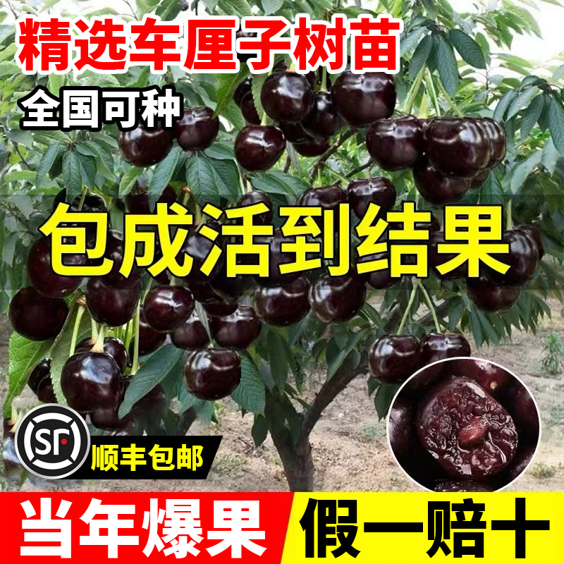 车厘子树苗万亩苗场可实地考察