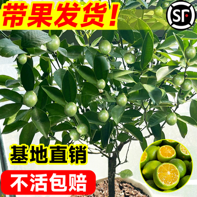 桔子树苗带果发货包成活