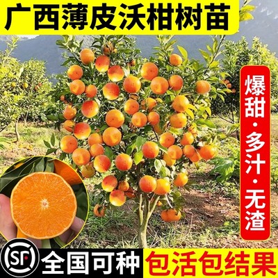 广西武鸣沃柑橘子树苗正宗