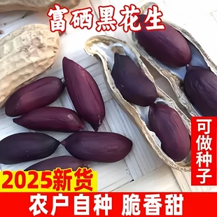 25年自种黑花生带壳紫皮富硒黑花生老品种可做种子籽农家高品质