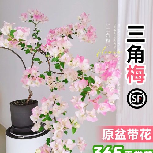 重瓣三角梅四季开花绿红樱不甜西瓜大苗带花苞盆栽阳台好养植物