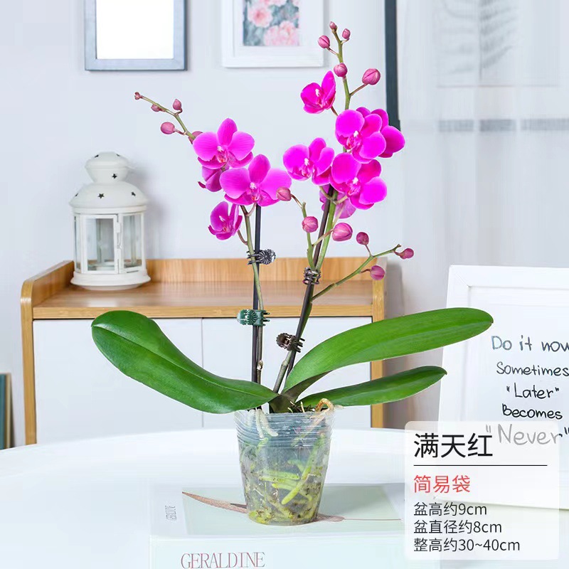 蝴蝶兰花苗鲜花盆栽带花苞花剑办公桌室内客厅四季花卉植物好秦之