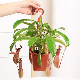 秋季猪笼草盆栽食虫植物室内驱蚊草食虫巨型特大号吊盆绿植