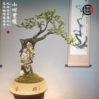 小叶紫檀盆景老桩室内绿植大型植物客厅黑骨茶稀有盆栽办公桌阳台