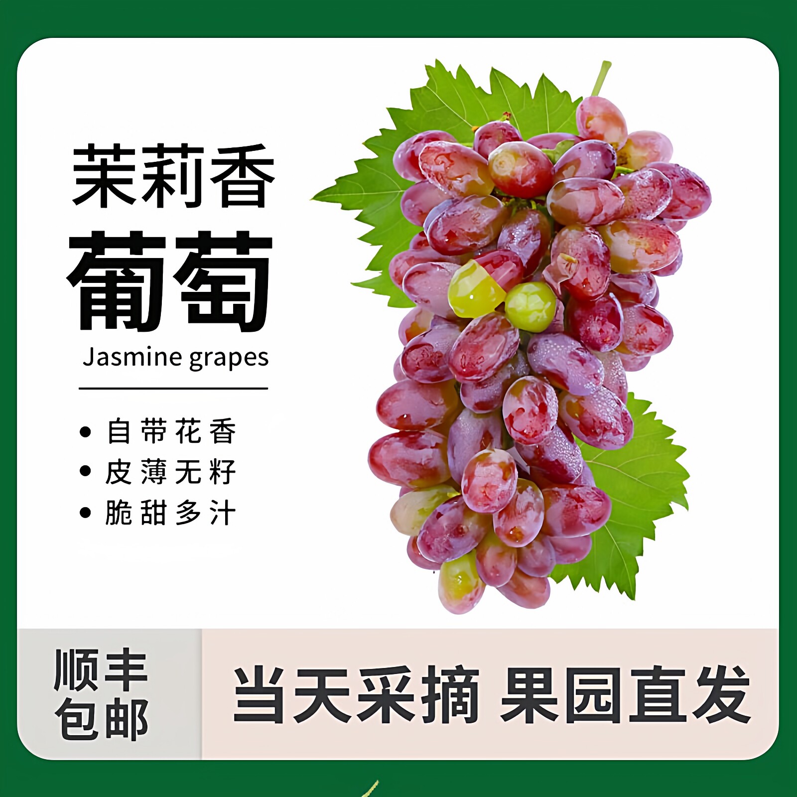 云南建水无籽茉莉香葡萄