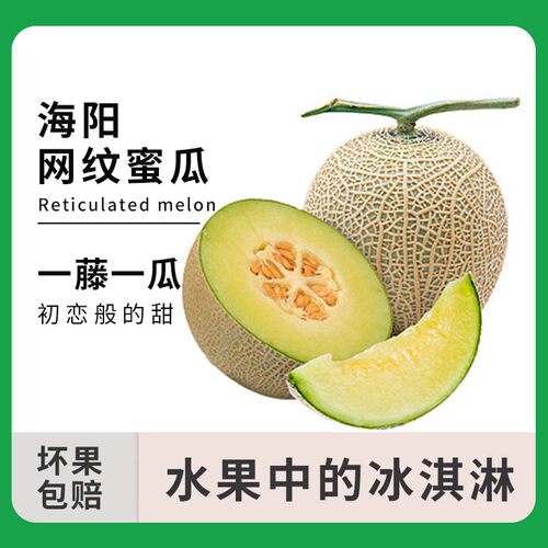 山东海阳网纹蜜瓜2枚大果