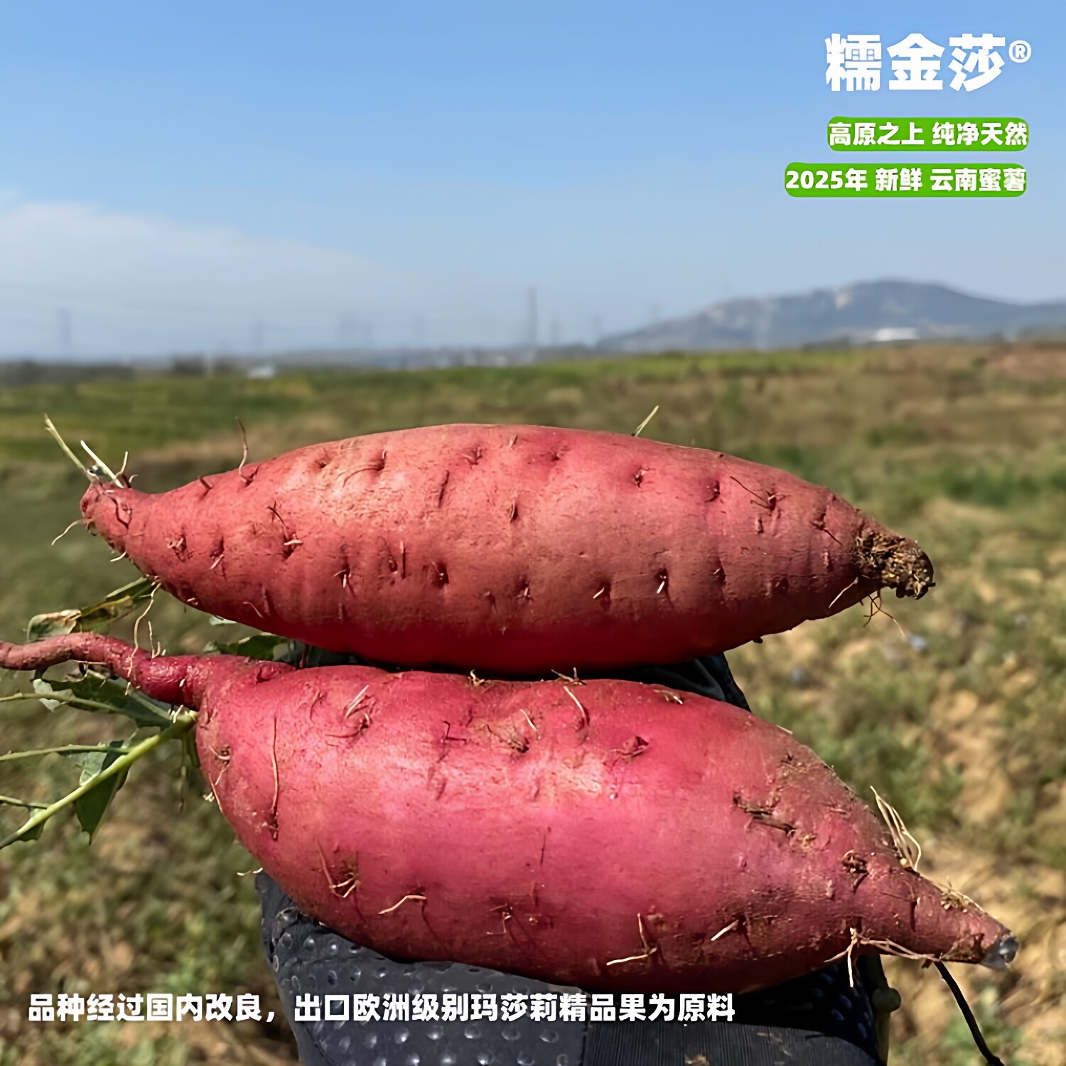 糯金沙红薯紫薯超值双拼