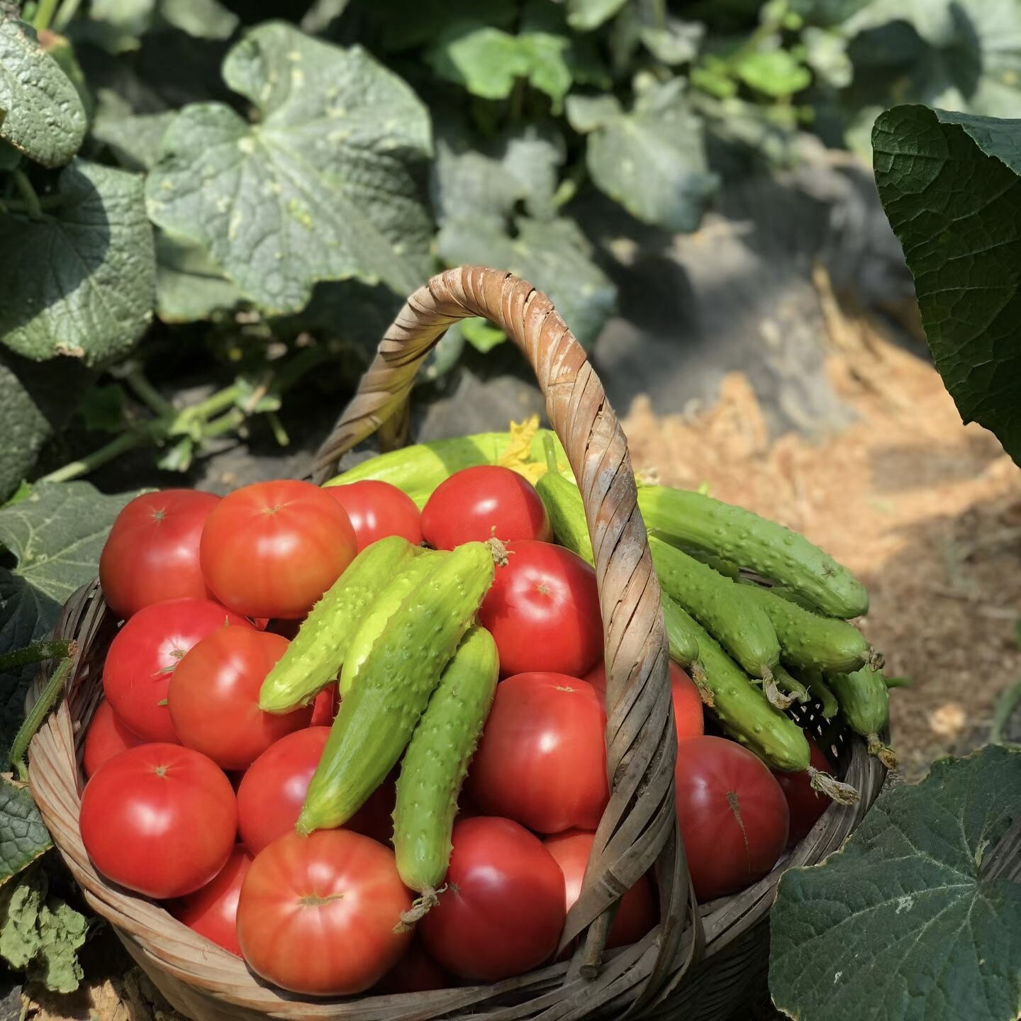 山东海阳生态种植普罗旺斯西红柿新鲜番茄沙瓤全树熟水果生食番茄
