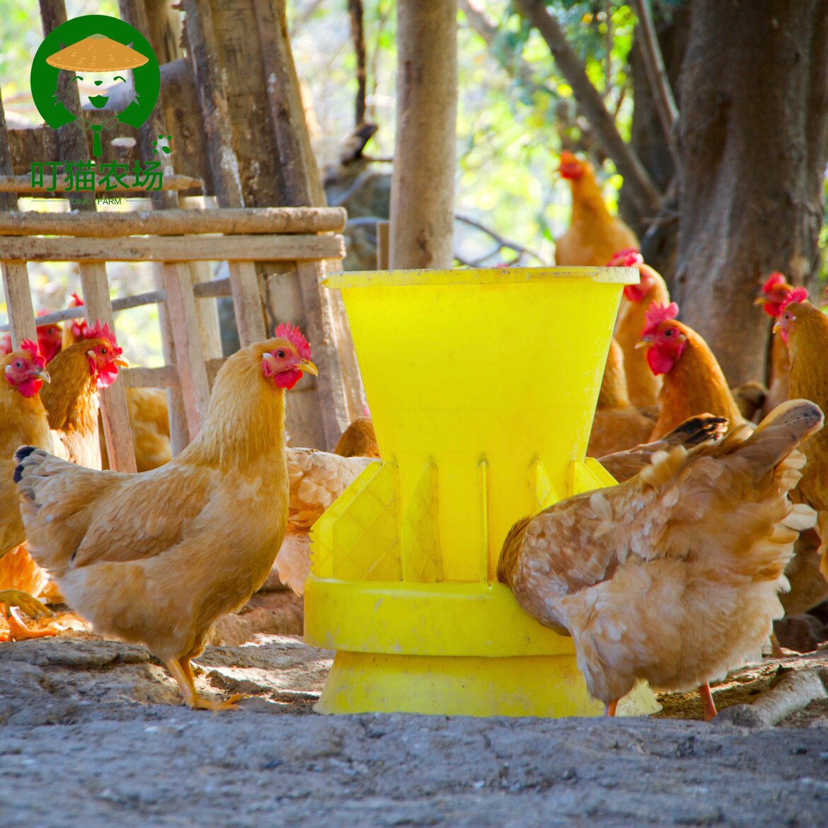 正宗皖南老母鸡超值两只装黄油土鸡炖汤山林九华山400天顺丰冷链