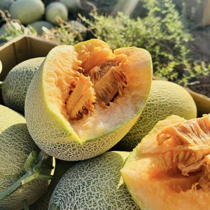 海南晓蜜25号哈密瓜黄金蜜瓜双拼水果金祥玉瑞蜜瓜甜瓜爽脆5斤