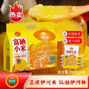 河南特产 洛阳伊河桥 洛阳伊川小米新小米 早餐煮粥营养美味