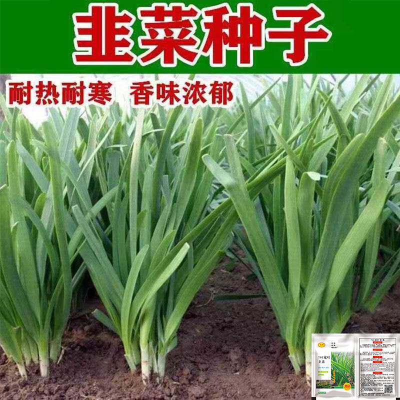 精选种791宽叶韭菜种子耐寒耐热香味浓郁菲菜籽阳台可种庭院田园怎么样,好用不?