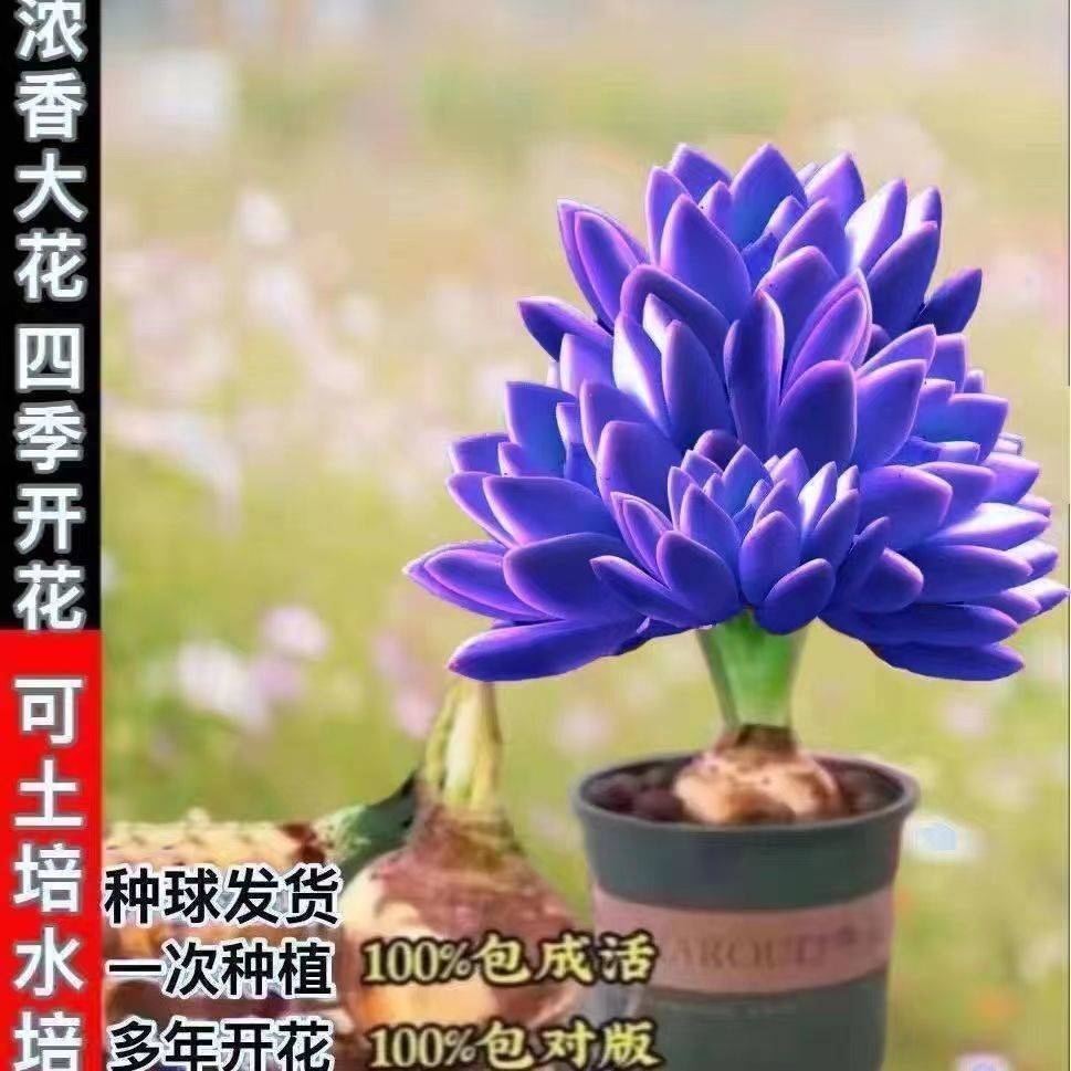 新品浓香型重瓣香薰花驱蚊虫四季开花室内外耐旱耐热绿植花卉大全