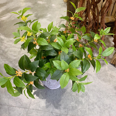 3叉桂花树叶九里香酒店民宿假树装饰金桂仿真桂花月月桂家居饰品