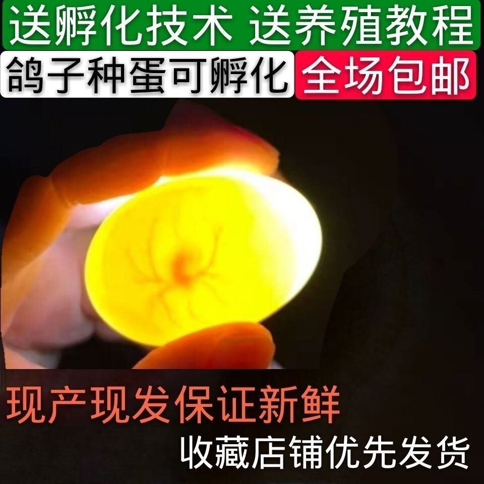 鸽子受精蛋可以孵化鸽子的种蛋人工孵化鸽蛋信鸽蛋元宝鸽受精蛋&n