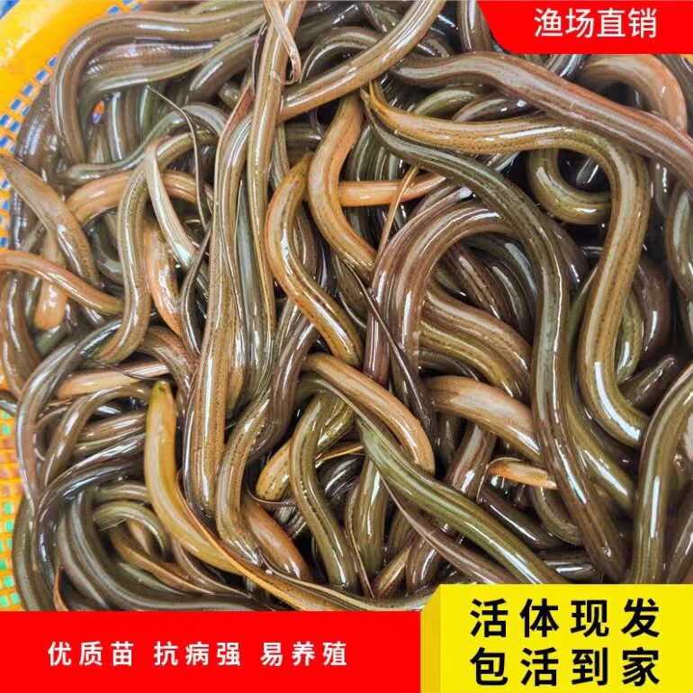 渔场直供黄鳝鱼鱼苗本地淡水养殖鱼